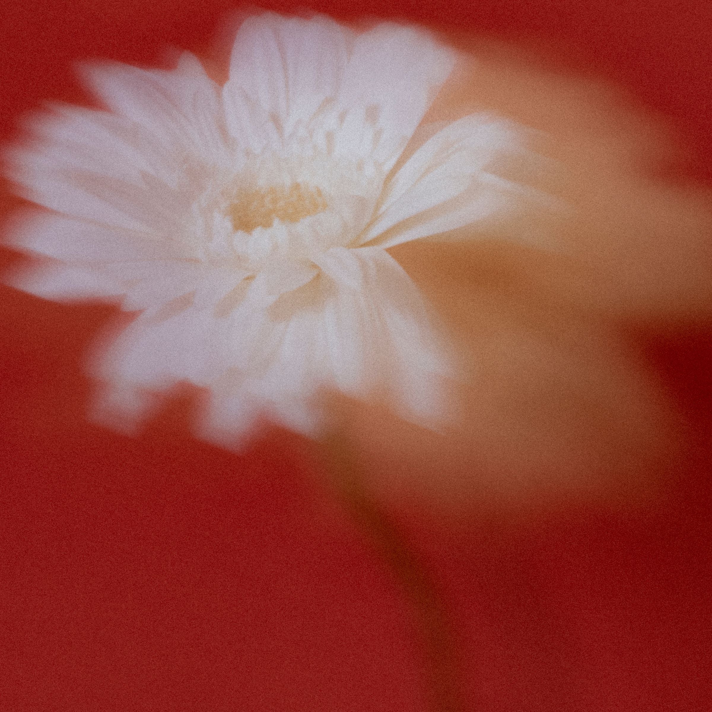 White flower with a red background, focusing on growth and clarity.