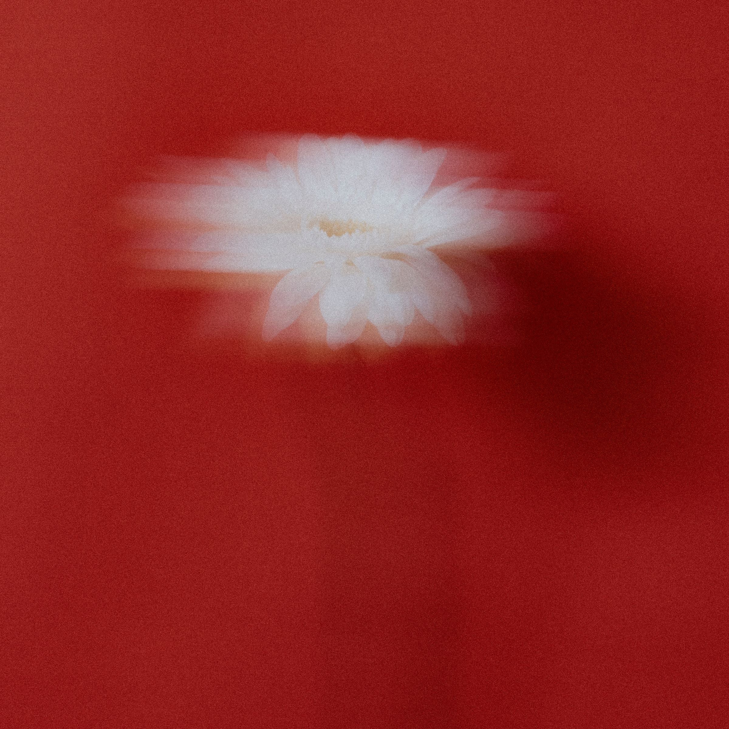 White flower on a red background