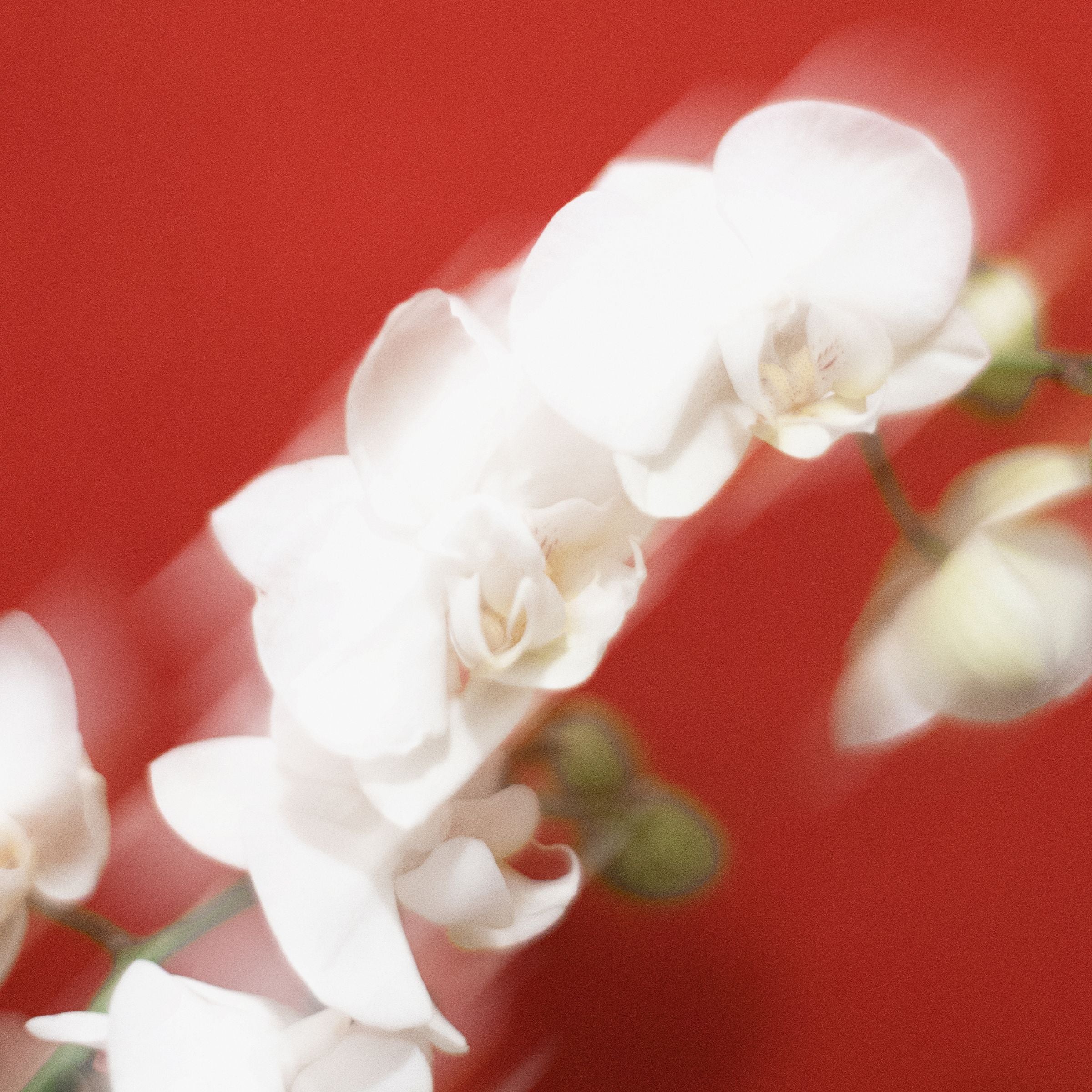White orchids against a red background