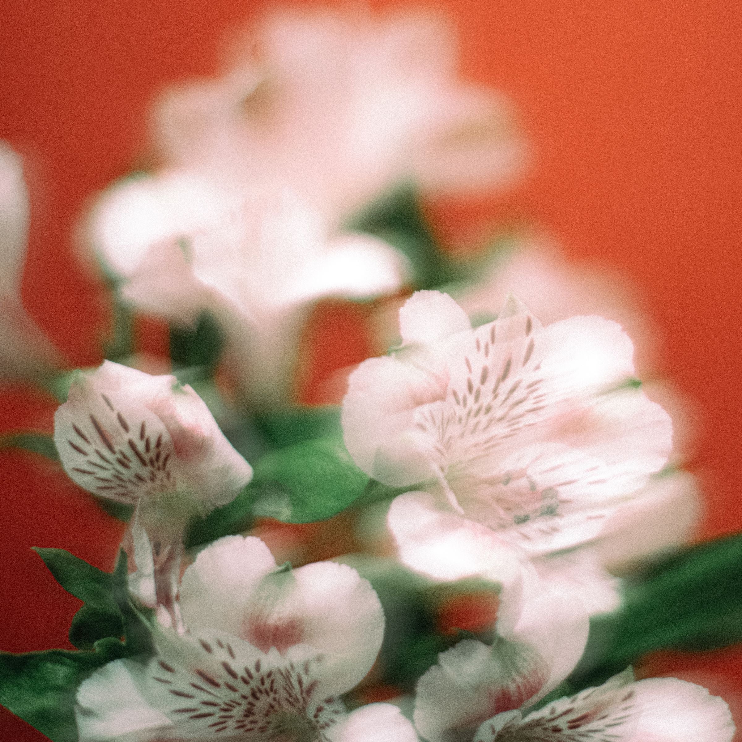 Close-up of white and pink flowers with a blurred red background